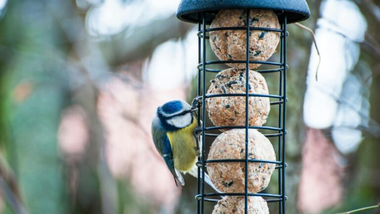 Eurasian Blue Tit clinging to bird feeder with suet balls, capturing vibrant wildlife moment, zimowe dokarmianie ptaków