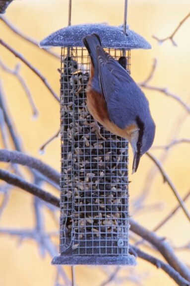 Eurasian nuthatch perched upside down on a frosty bird feeder in a winter setting, zimowe dokarmianie ptaków