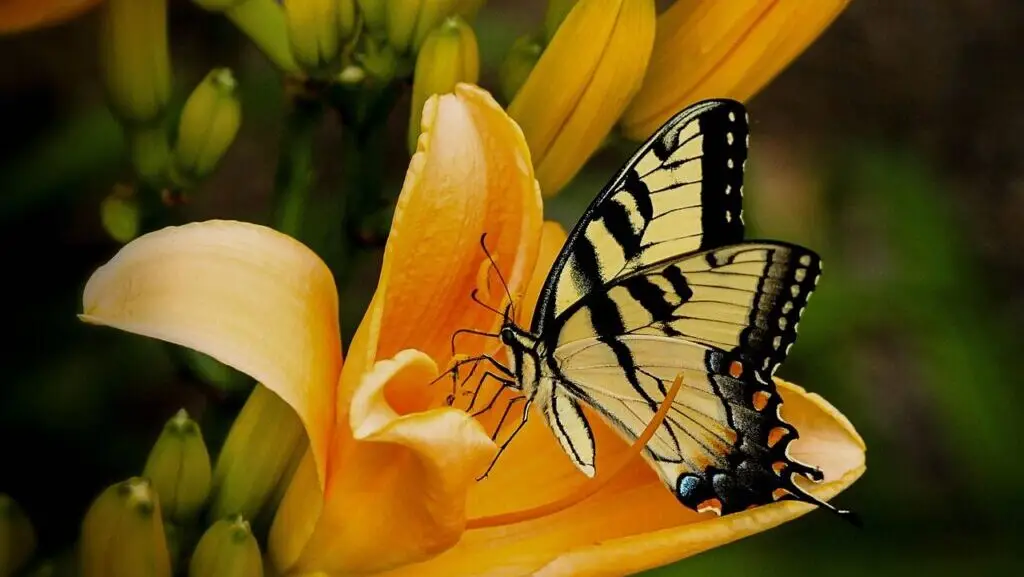 butterfly, insect, garden, swallowtail, papilio machaon, old world swallowtail, animal, beautiful flowers, pollination, flower, lily, flower wallpaper, orange lily, nature, closeup, flower background, カンゾウ, hemerocallis, Trendy ogrodowe 2026