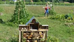 garden, permaculture, hotel, insects, hotel for insects, beans, green, arsac, médoc, incredible, edible, incredible edible, france, nature, permaculture, permaculture, permaculture, permaculture, permaculture, permakultura w ogrodzie, ogród permakulturowy