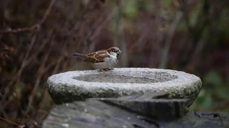bird, house sparrow, domestic passer, springs, plumage, nature, birdbath, poidełko dla ptaków, karmnik dla ptaków