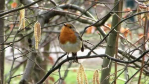 zwiastuny wiosny, Ogród w styczniu – co kwitnie?, zegar fenologiczny: zima, leszczyna, prace ogrodowe
