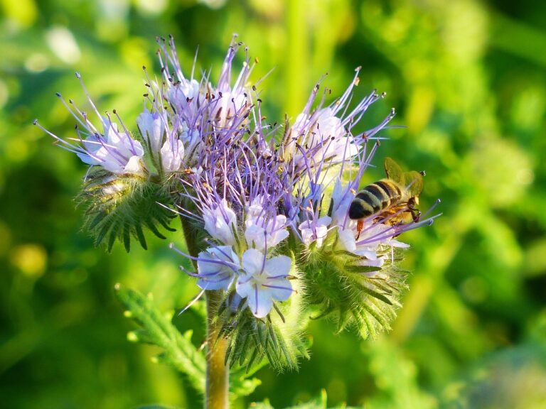 phacelia, bee pasture, blossom, bloom, tufted flower, violet, beekeeper plant, bee, flower meadow, permaculture garden, permaculture