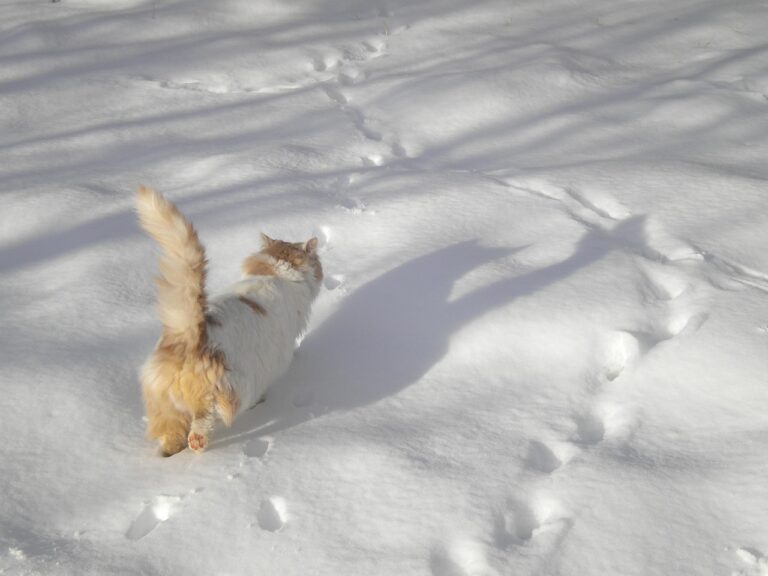 cat walking, in the snow, cat, nature, snow, animal, pet, winter, gray cat, gray walking, gray snow, traces in the garden, snow garden
