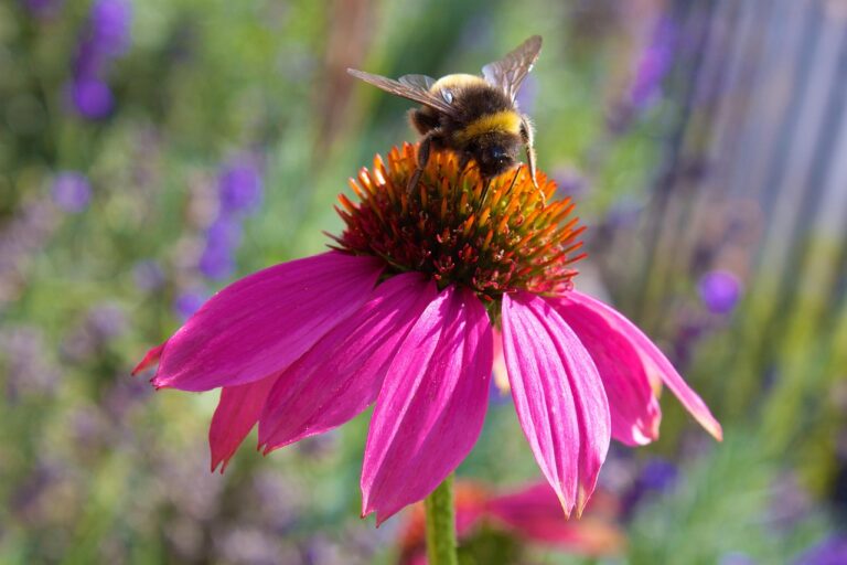 echinacea, bumblebee, coneflower, nature, flora, fauna, blossom, bloom, insect, summer, plant, echinacea, echinacea, echinacea, echinacea, echinacea, ogród preriowy