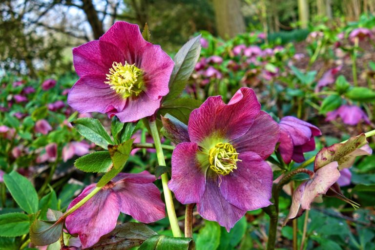 hellebore, flower, plant, petal, nature, pistil, stamen, blossom, purple, violet, spring flower, early spring, flower wallpaper, perennial, beautiful flowers, flower background, ranunculaceae, poisonous, 