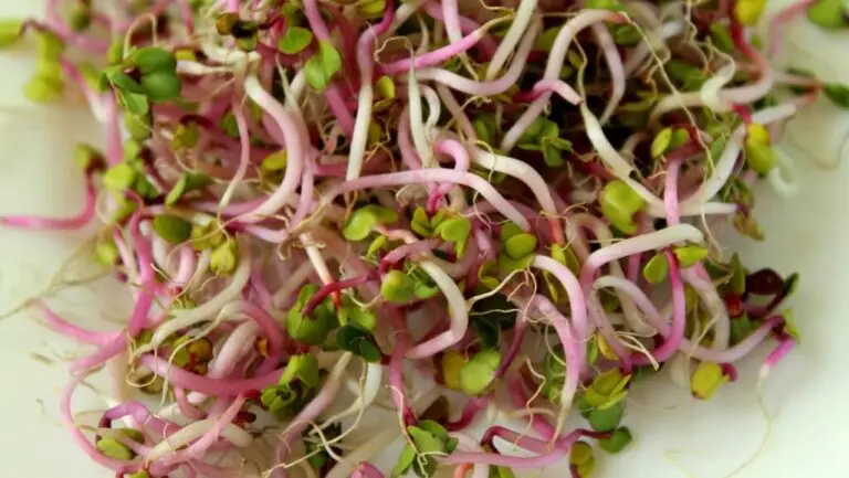 sprouts, radishes, food, fresh, the sprouts of radish, bio, diet, health, vegetarian, vitamins, healthy, sprouts, sprouts, sprouts, sprouts, sprouts