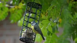 blue tit, bird, animal, songbird, wildlife, plumage, feathers, beak, feeding, sitting, ornithology, bird watching, nature, close up, feeder, fat balls