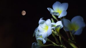 moon, photomontage, photoshop, flowers, nature, summer, beautiful flowers, flower wallpaper, plant, garden, flora, petals, night sky, night, led light, flower background, botany, romantic, ant, animal, black sky, black moon, black summer