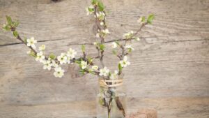 branches, cherry blossom branch, cherry blossoms, blossoms, white, spring, nature, vase, wood, close up