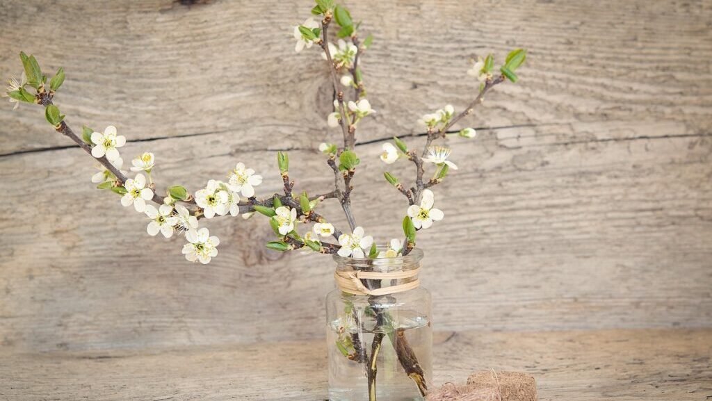 branches, cherry blossom branch, cherry blossoms, blossoms, white, spring, nature, vase, wood, close up