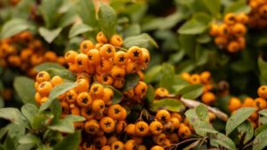 Close-up of vibrant orange pyracantha berries surrounded by lush green leaves, fruit hedge, hedge