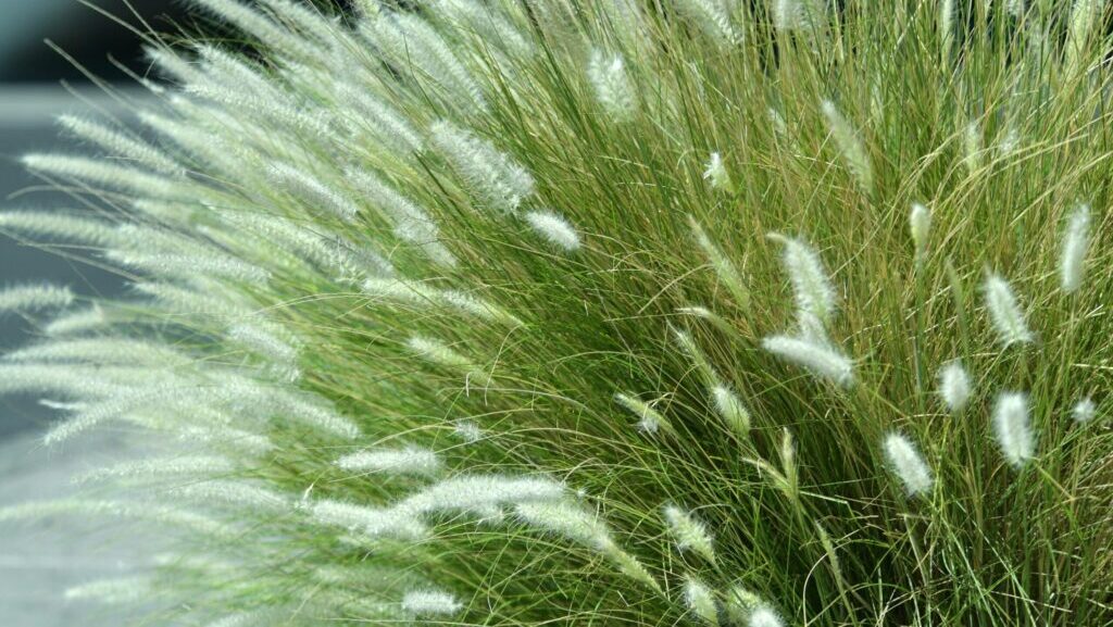 Detailed view of vibrant green fountain grass with soft white plumes in Las Vegas, ogród preriowy