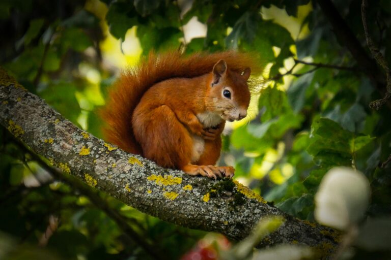 Adorable red squirrel on a tree branch surrounded by green leaves, showcasing nature's beauty, pocket forest
