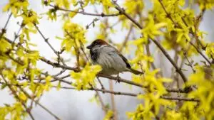fenologiczne pory roku, zegar fenologiczny, zakwitanie forsycji a cięcie róż