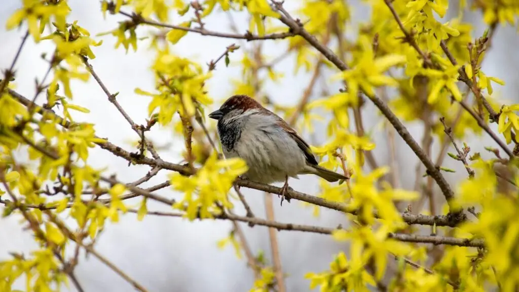 fenologiczne pory roku, zegar fenologiczny, zakwitanie forsycji a cięcie róż