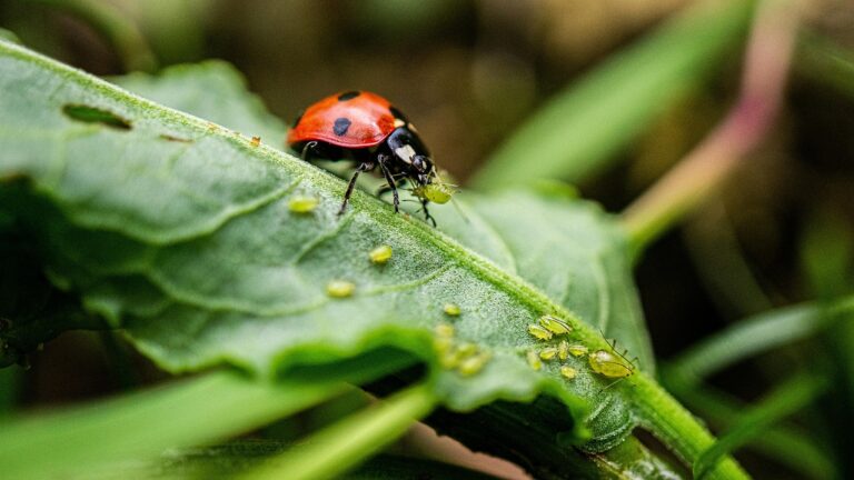 hotel dla owadów DIY, domek dla owadów, ladybug, foliage, insect, leaves, nature, animal, fauna, aphids, close up, macro, aphids, aphids, aphids, aphids, aphids