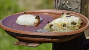 poidełko dla owadów, bee, honey bee, insect, nature, close up, animal, foraging, water, drink, potions, garden