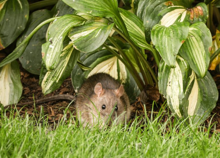 naturalne sposoby, jak pozbyć się szczurów z ogrodu, Naturalne sposoby na szczury w ogrodzie,  Brown rat hiding among green foliage in a garden setting, showcasing natural habitat.
