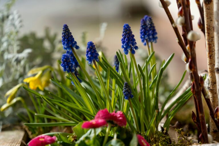 Co można posadzić na balkonie w marcu, Beautiful arrangement of spring flowers featuring vibrant blue grape hyacinths and pink primroses.