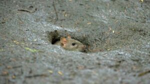 Naturalne sposoby, jak pozbyć się szczurów z ogrodu, Naturalne sposoby na szczury w ogrodzie, szczury w ogrodzie co robić, domowe sposoby na szczury na działce, A curious rat peeks out of its burrow on a textured muddy ground.