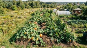 wał permakulturowy jak zrobić