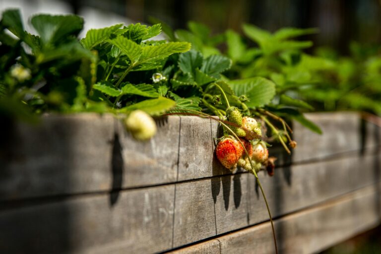 zalety uprawy w podwyższonych grządkach, Close-up of unripe strawberries hanging over a wooden garden bed in sunlight, warzywnik w skrzyniach dla początkujących, oszczędność wody w podwyższonych grządkach, podwyższone grządki w ogrodzie permakulturowym