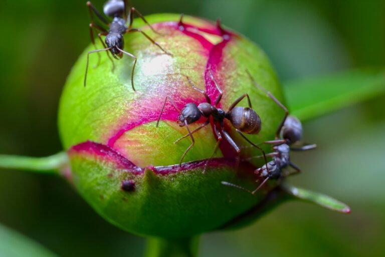 Jak pozbyć się mrówek z ogrodu, naturalne metody na mrówki, boraks na mrówki w ogrodzie, cynamon na mrówki, ocet na mrówki, Detailed macro image of ants on a vibrant green peony bud with red streaks.