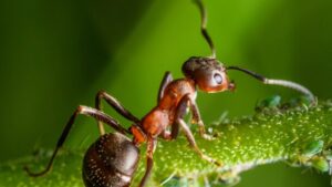 Jak pozbyć się mrówek z ogrodu, Macro shot of an ant on a green stem with a blurred background, showcasing nature's details.